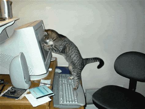 While some cats love being the leader of the house, they tend to get clingy when computer work needs to be done. Cats GIF - Find & Share on GIPHY