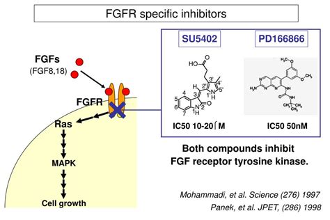 Ppt Fibroblast Growth Factor Signals As Potential Molecular Targets