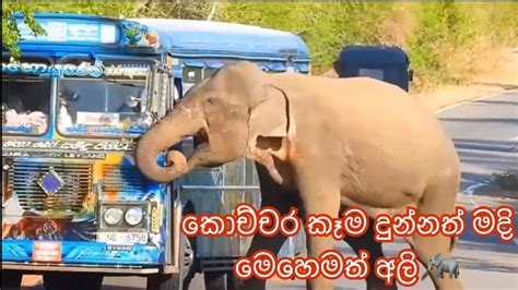 කොච්චර කෑම දුන්නත් මදි අලි 🐘 Youtube