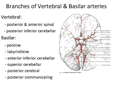 Brain Vascularization Arterial Blood Supply Of The Brain