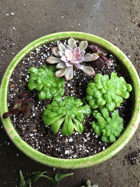 how to make a succulent dish garden b c guides