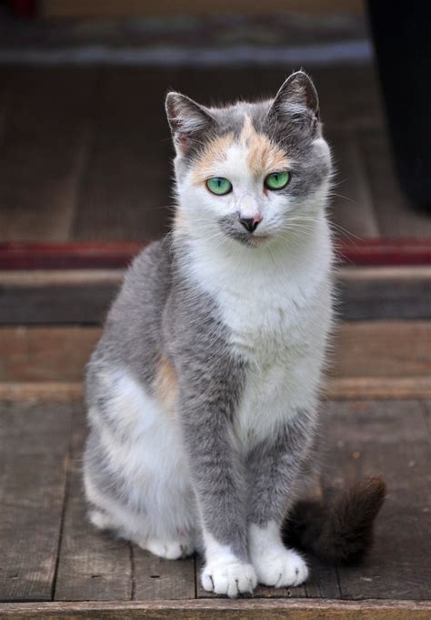 Pictures Of Calico Cats And Kittens Find A Friend Toot Sweet The