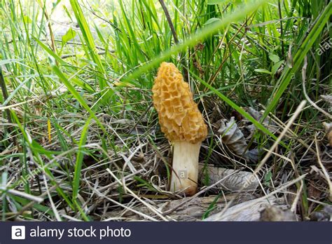 True Morel High Resolution Stock Photography and Images - Alamy