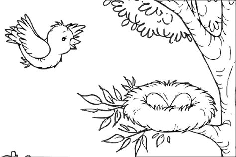 Baby Bird Nest Coloring Pages Coloring Pages