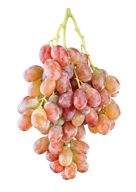 Grape Isolated Background Stock Image Image Of