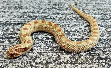 Anaconda Phase Western Hognose Snake For Sale Snakes At Sunset