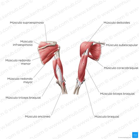 Músculos Del Brazo Anatomía Inervación Función Kenhub