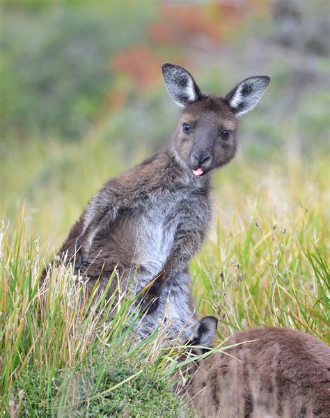 Kangaroo Island Wildlife Tours Hanson Bay Wildlife Sanctuary — Hanson