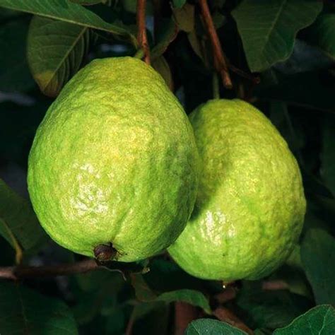 L49 Guava Lucknow 49 Guava Live Plant