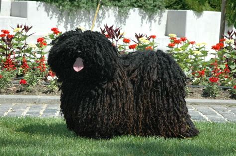 The Hungarian Puli Rearing That Even The Founder Of Facebook