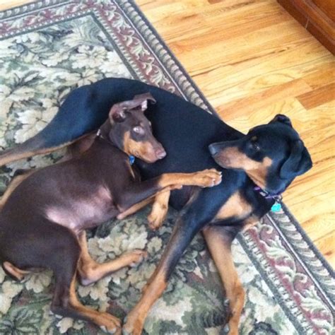 Dobie Dobermans Dakota And Hunter Doberman Doberman Pinscher