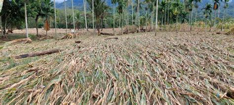Akibat Banjir Sedikitnya Ha Lahan Pertanian Di Agara Terancam