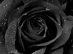 Black Rose Backgrounds, Natural Black Rose, #1381