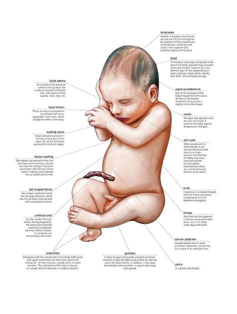 Newborn Baby Photograph By Asklepios Medical Atlas Pixels