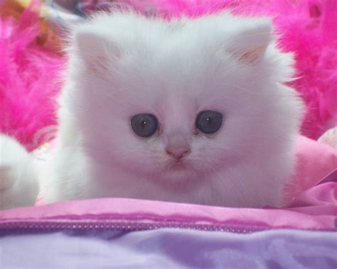 miao-miao-miao-44-super-cute-white-kitten,-enjoy