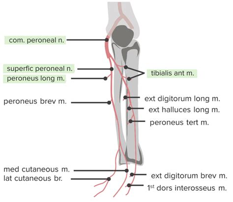 Regenerative Treatment For Common Peroneal Nerve Injuries