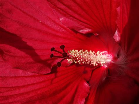 Fotos Gratis Naturaleza Hoja Pétalo Florecer Rojo Rosado Flora