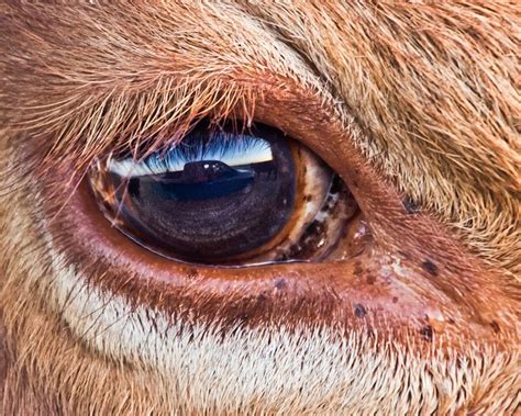 Cow Eye Reflection By Marvin Bredel Via Flickr Cow Eyes Cow Art