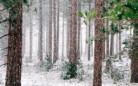 Tall Pine Trees Covered With Snow During Winter Macbook Air Wallpaper