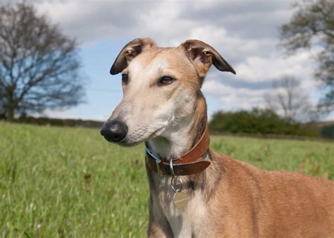 Lurcher Dog Breed Everything About Lurchers