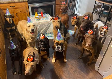 Doggy Birthday Party Pictures Go Viral Bark Hook