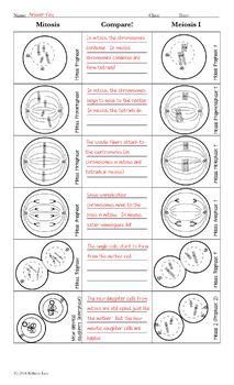 The cell cycle phases view describes the cell cycle phases and checkpoints, and includes illustrations of the cell's chromosomes. Pin on Homeschool