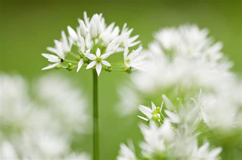 Wild Garlic Flowering In Woodland Cornwall England Photograph By Ross