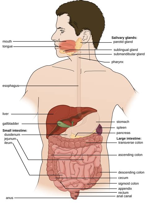 Anatomy And Normal Microbiota Of The Digestive System Microbiology