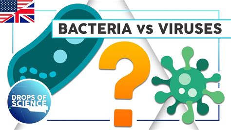 What Are The Differences Between Bacteria And Viruses Youtube