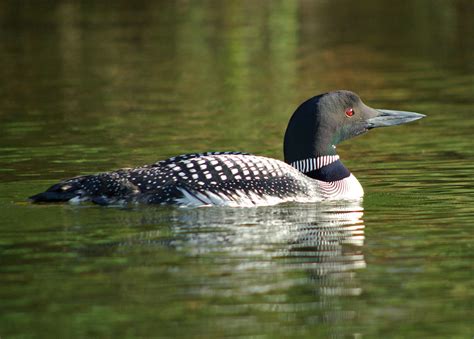 Common Loon - song / call / voice / sound.