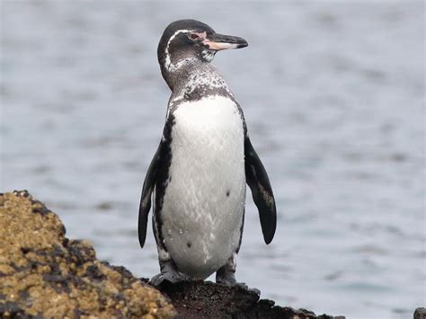 Galapagos Penguin Ebird