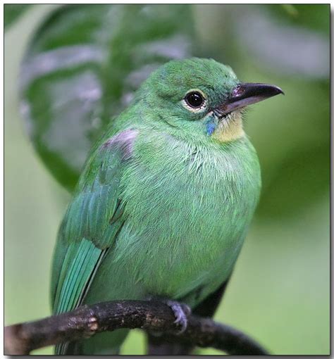 Greater Green Leafbird Thailand Burma Indonesia Malaysia Pretty