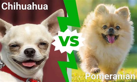Cutest Dogs In The World Chihuahua Vs Pomeranian A Z Animals