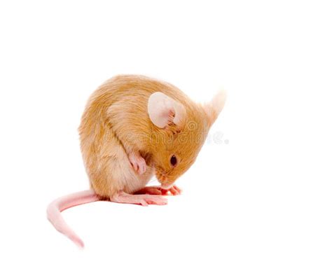 Small Rat Stock Image Image Of Exterminator Cute Exterminate 3069369