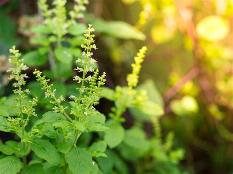 Tulsi The Magical Herb Of Ayurveda Ayurvalley Healthcare