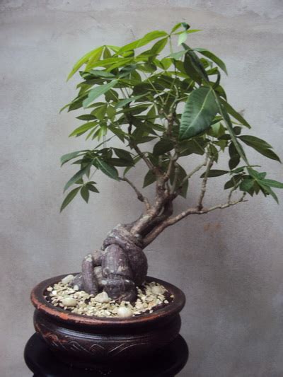 Pruning back roots every year can keep your plant small and replace the need for you to repot into larger and larger containers as it grows. Money Tree (Pachira aquatica) - Bonsai Empire