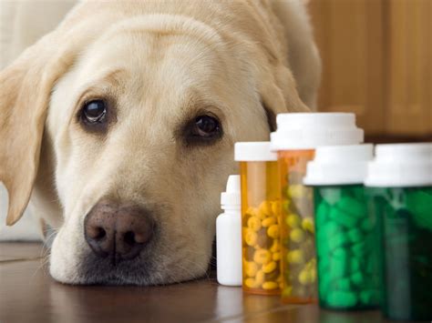 Human Amoxicillin For Dogs Dosage What You Need To Know 2023 We