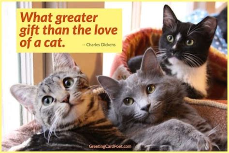 101 Cat Quotes For Owners Under Their Purrfect Spells Senior Citizen