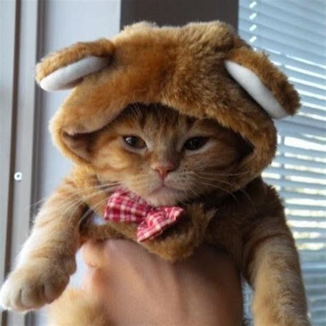 Pin By Gremena On Cats Wearing Hats Funny Cat Pictures Cute Baby
