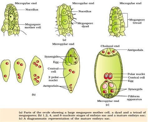 It is an oval shaped structure present towards the micropylar end of the nucellus. Home - Biologiks-Portal to Biology and Philosophy of life