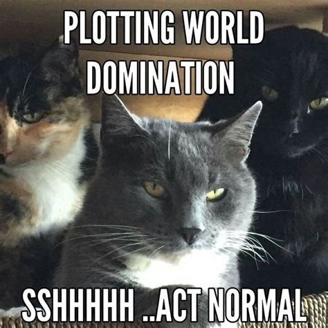 Its Cat World Domination Day World Cat Cat Quotes Cute Funny Animals
