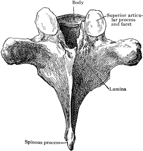 Sixth Thoracic Vertebra From Behind Clipart Etc