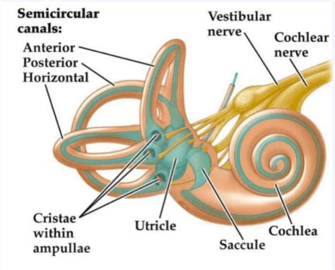 The Vestibular System And Lower Limb Rehab Integrated Kinetic Neurology