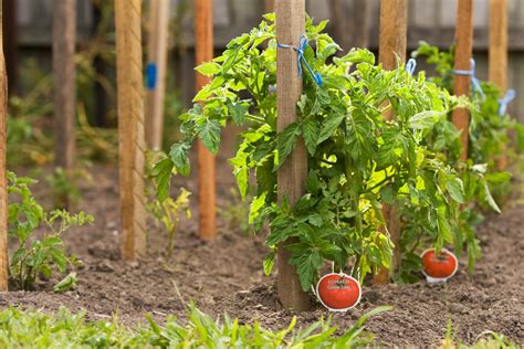 4 Simple Ways To Support Tomato Plants Local Seeds