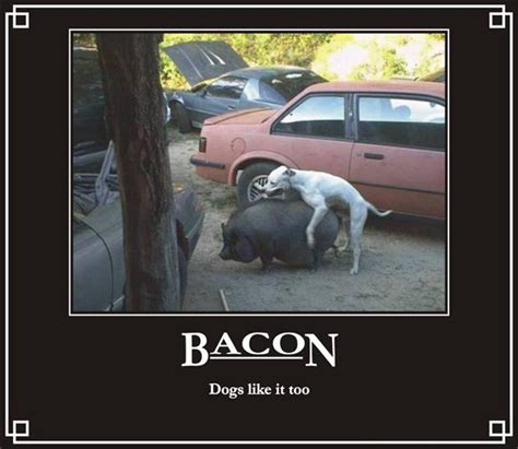 Dogs Like Bacon Funny Bacon Dump A Day