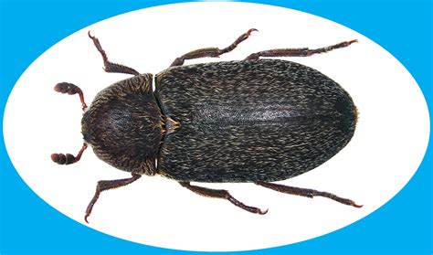insect of the month hide beetle dermestes maculatus — insects limited