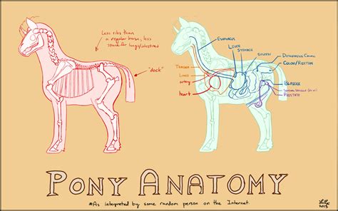 Pony Anatomy Study — Weasyl