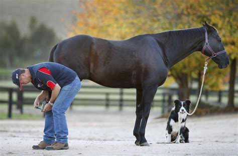 This Charming Dog That Rides Horses Is More Than Just A