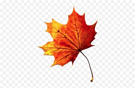 Fall Autumn Leaf Freetoedit Fall Leaf Transparent Background Emoji