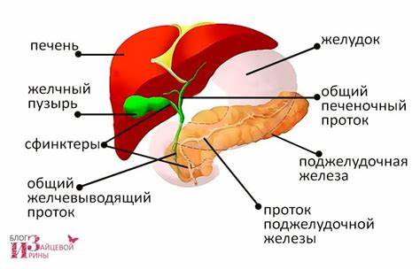 Диета для больных желчный пузырь